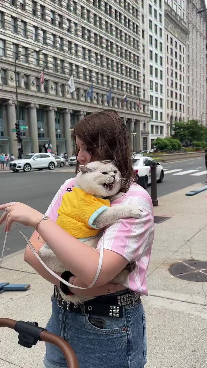 @LorettaBritish Cat