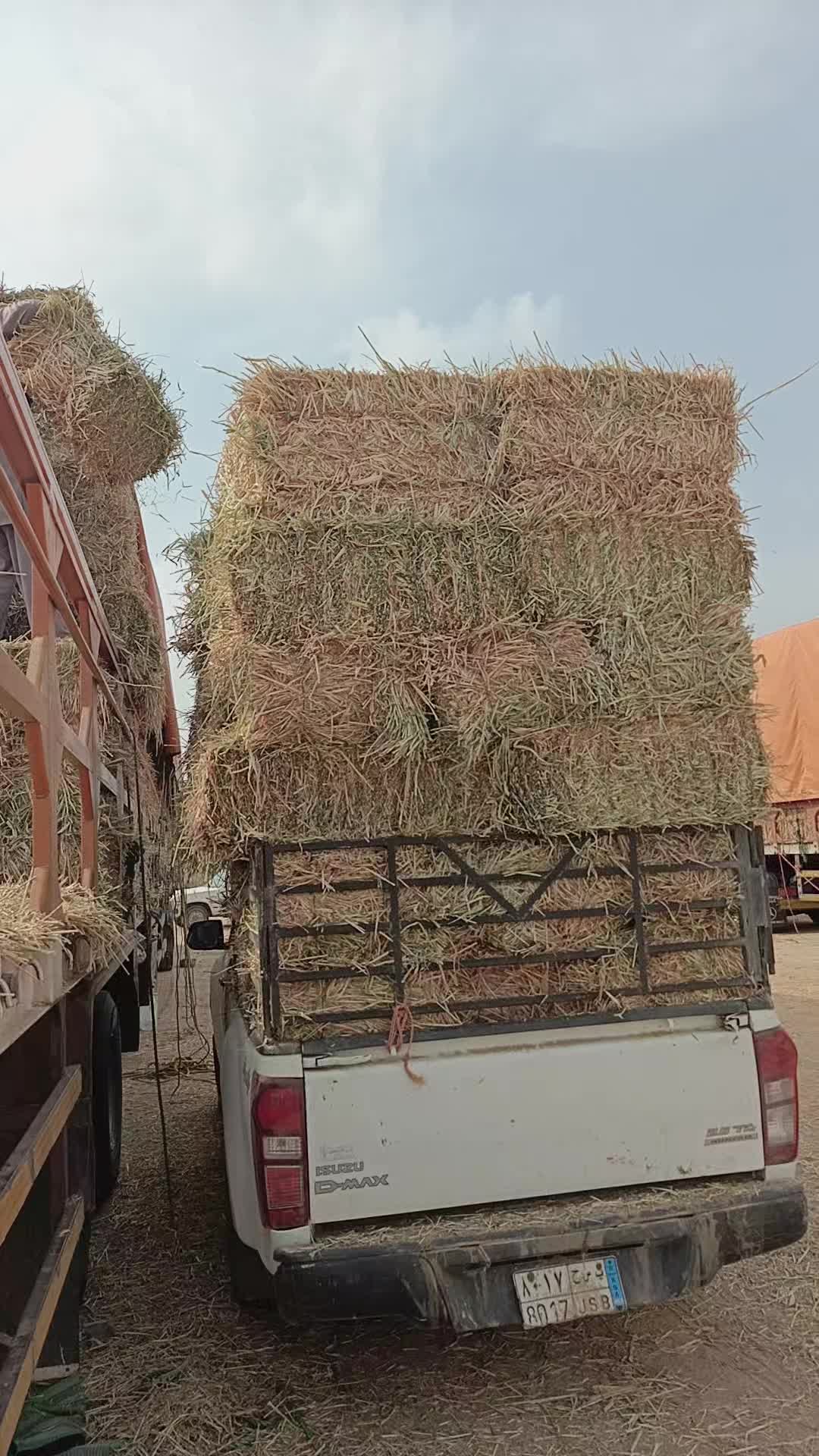 @شامي