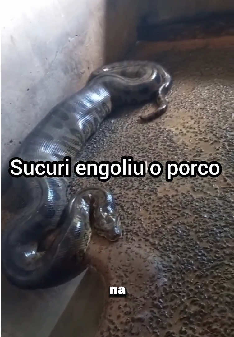 @felpzoficial