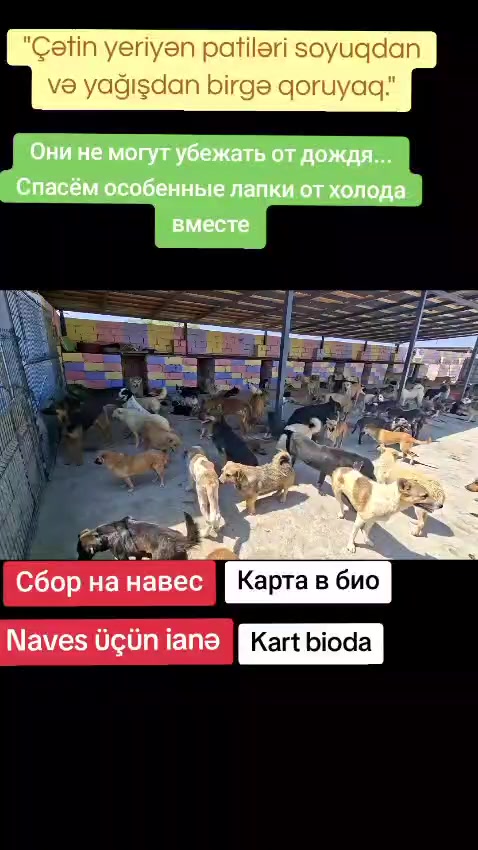 @Sahibsiz heyvanlara dəstək