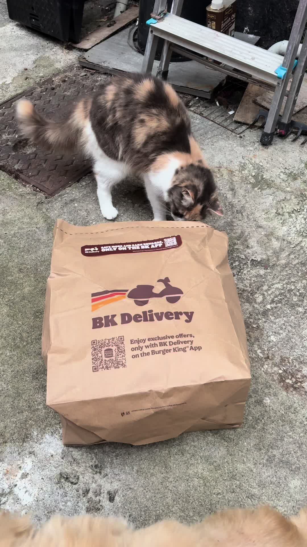 @wildkittyog
