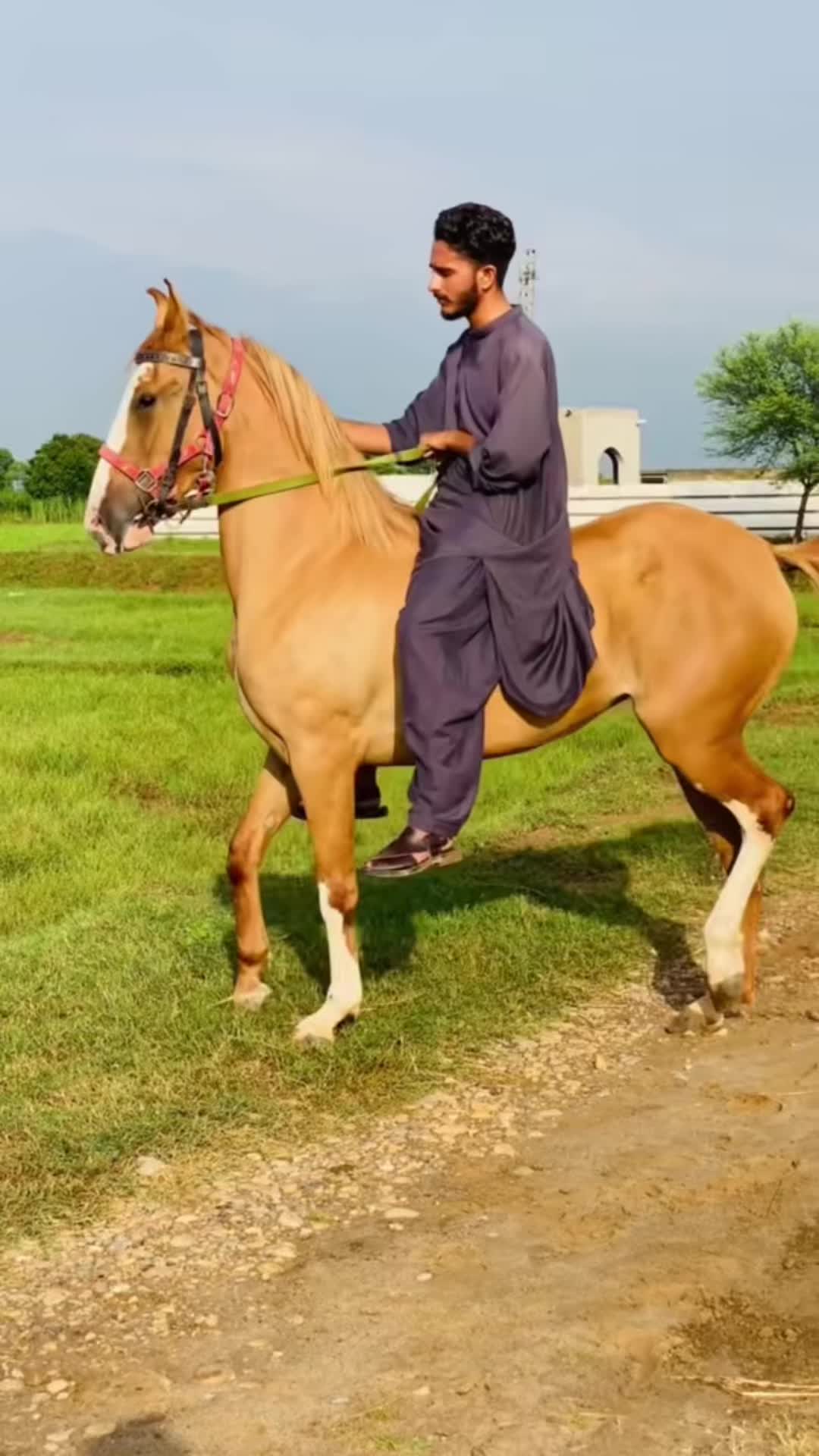 @Ch Hammad bokan &hearts;️🐎