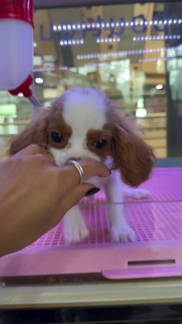 @Paradise Puppies🐶