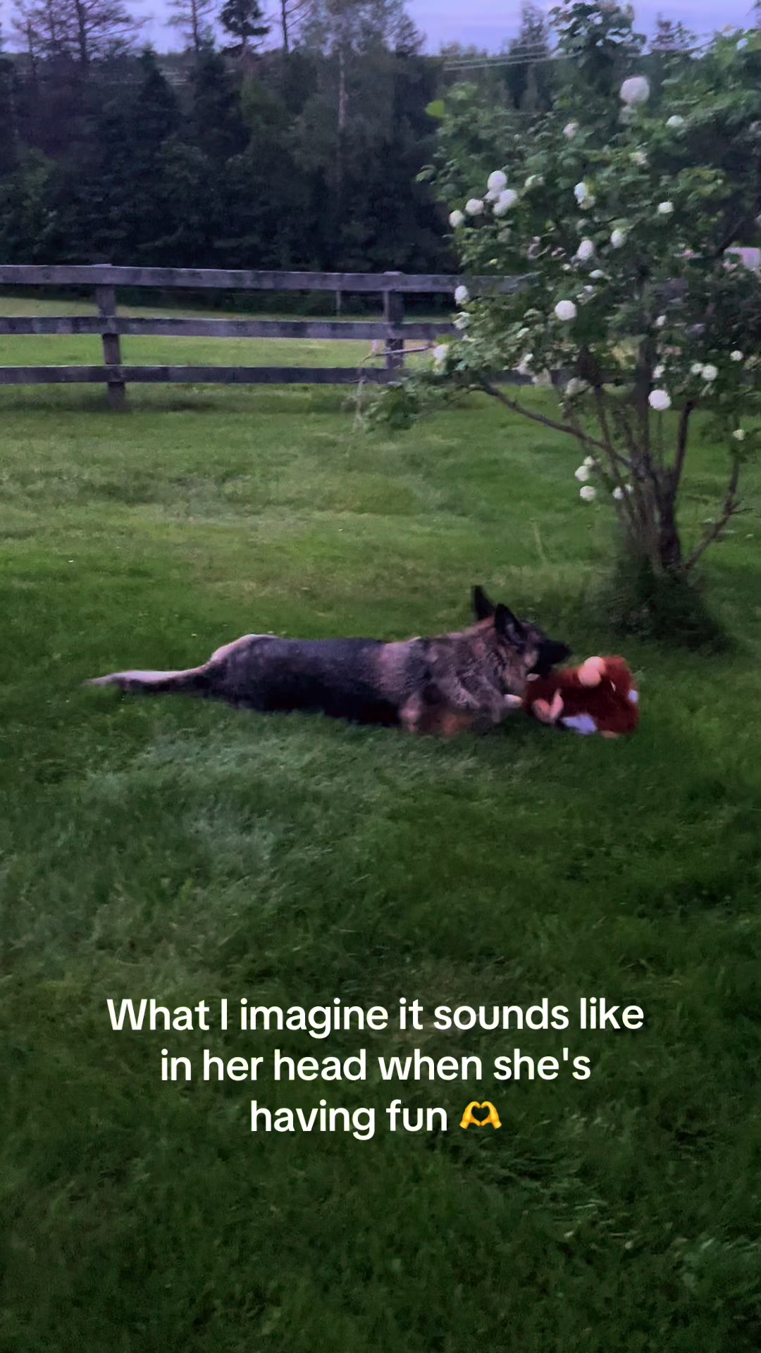 @Sheila & Cleo 🩷🐕🇨🇦🇨🇦