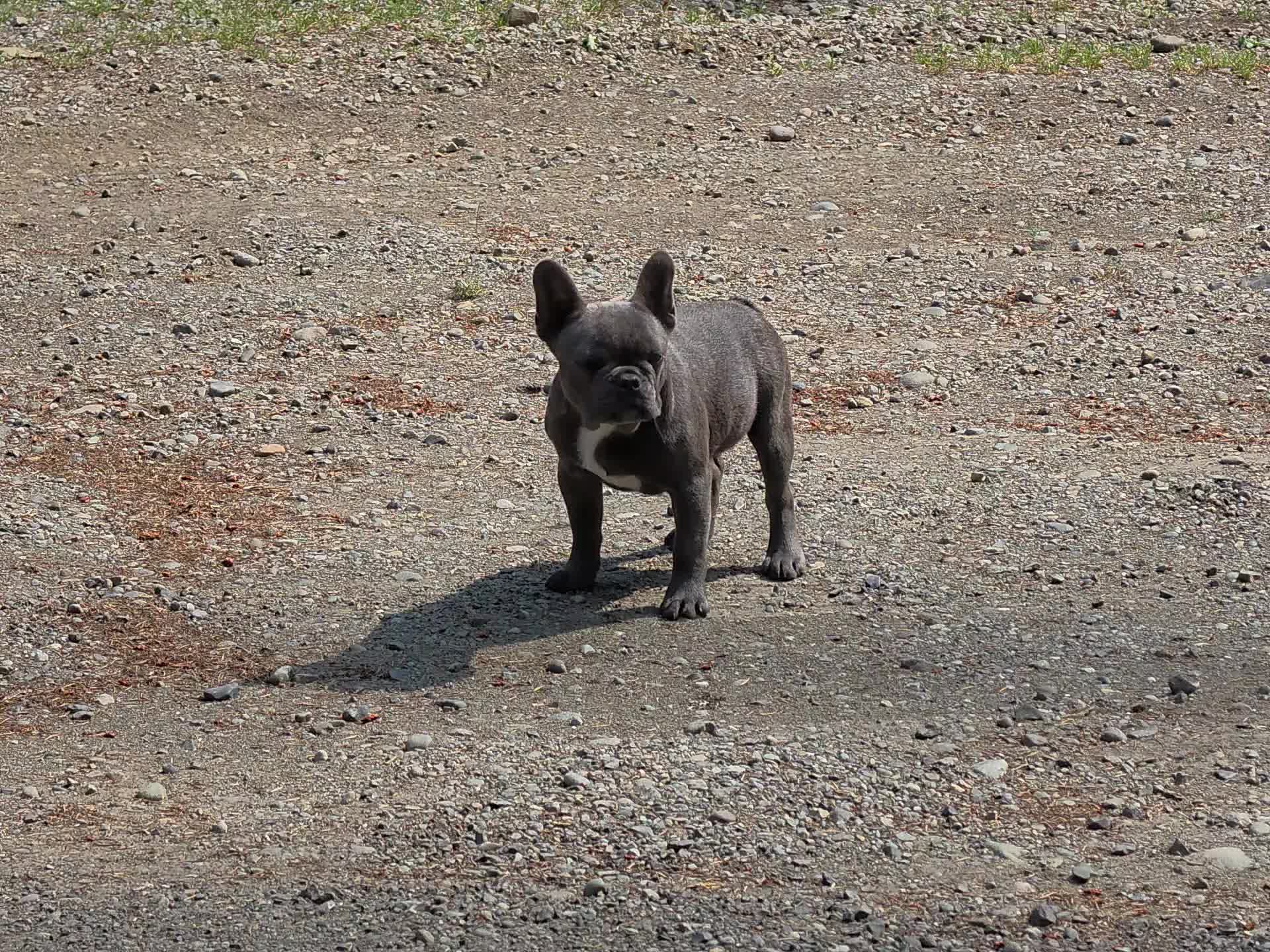 @bkrfrenchies