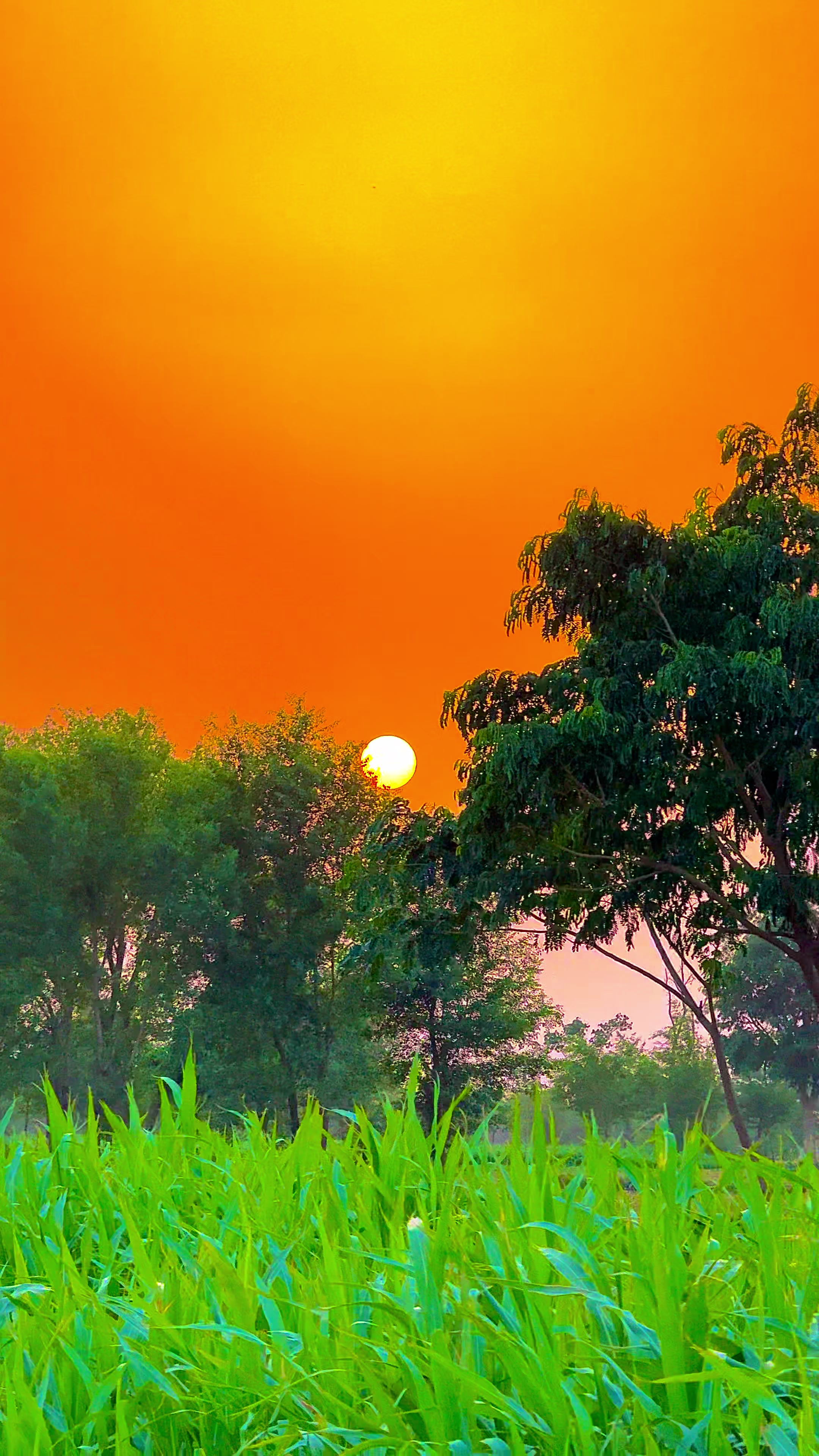 @🌾میں۔ میرا۔ پنڈ🎋