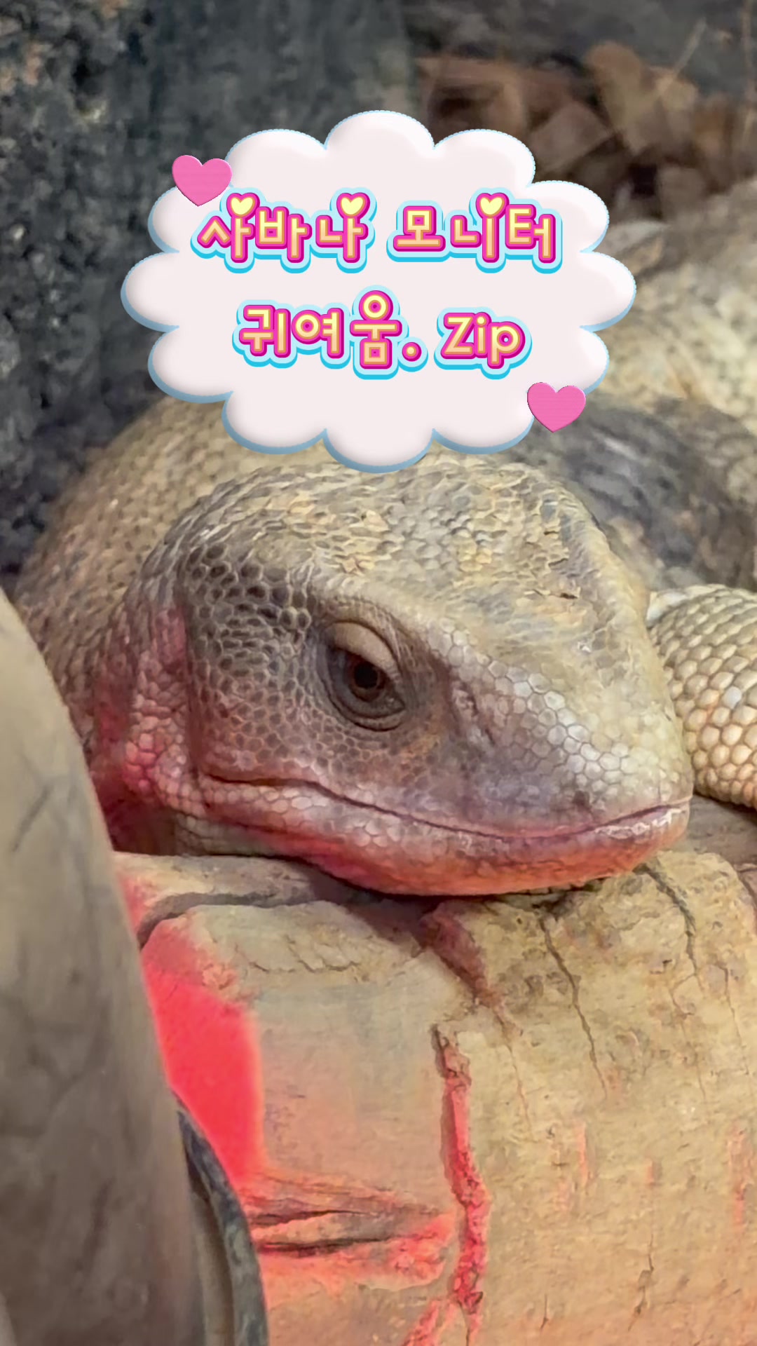 @DolphinTok
