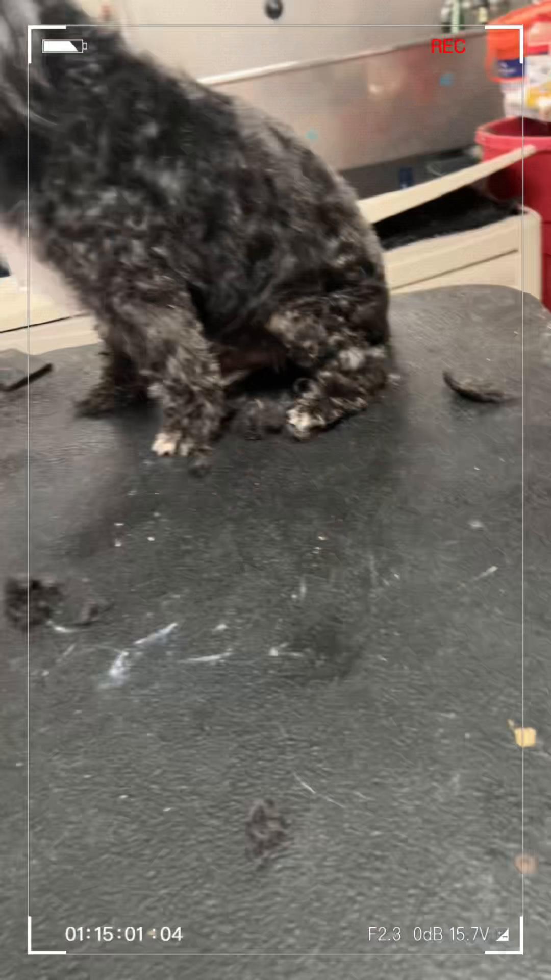@Doggie Dog World
