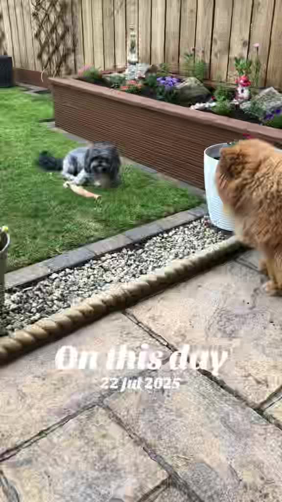 @Mimi the Shihtzu