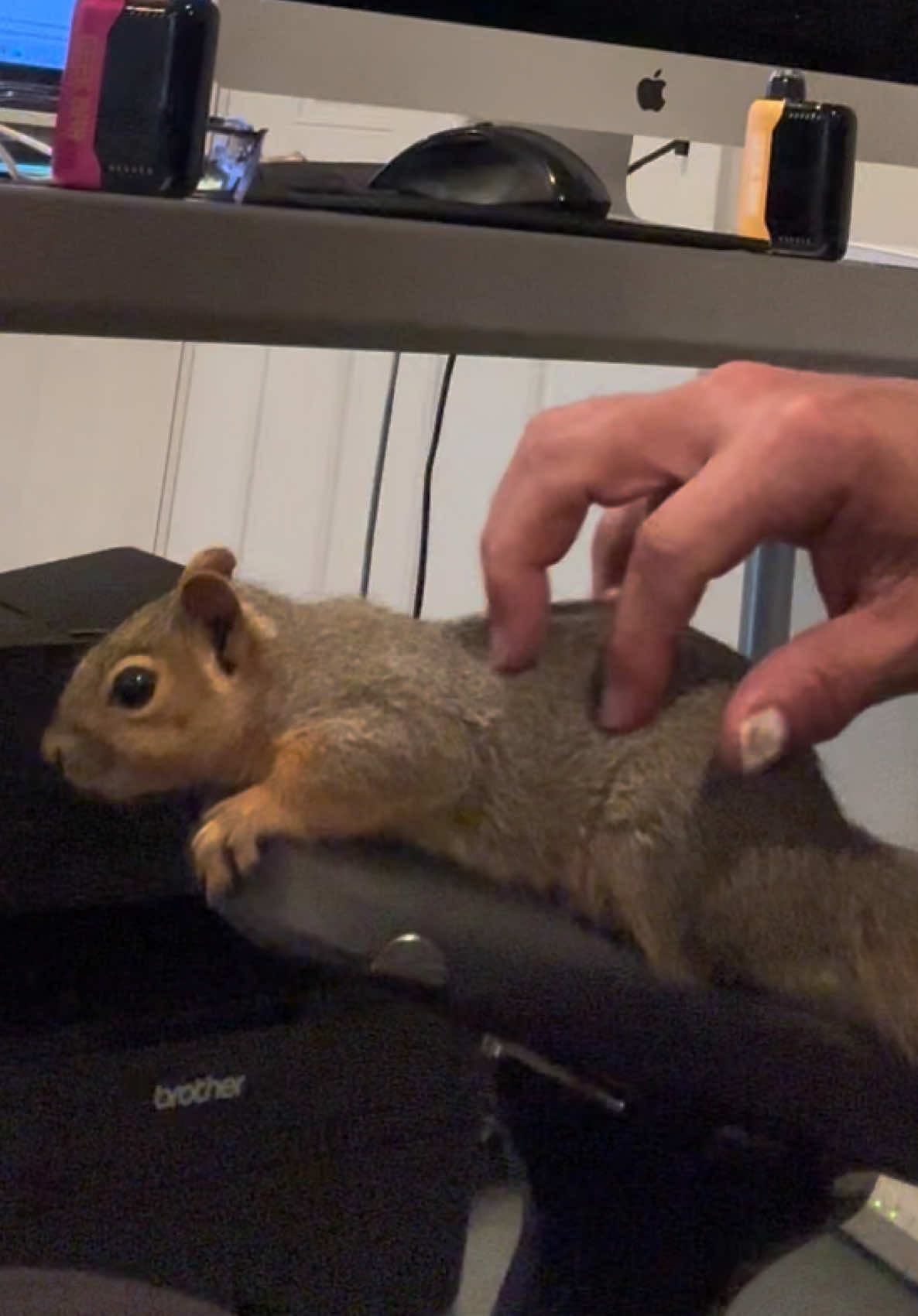 @Squirrel Guy