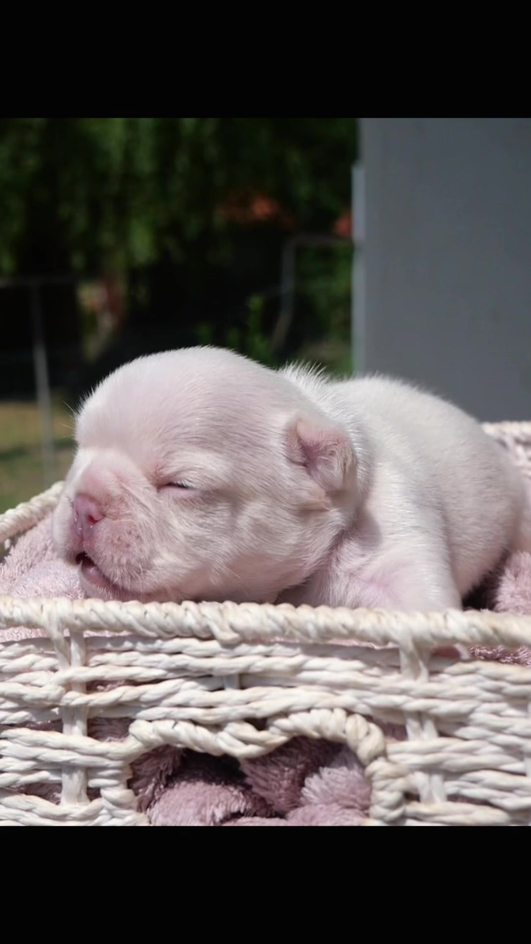 @ilborgodipintobulldog