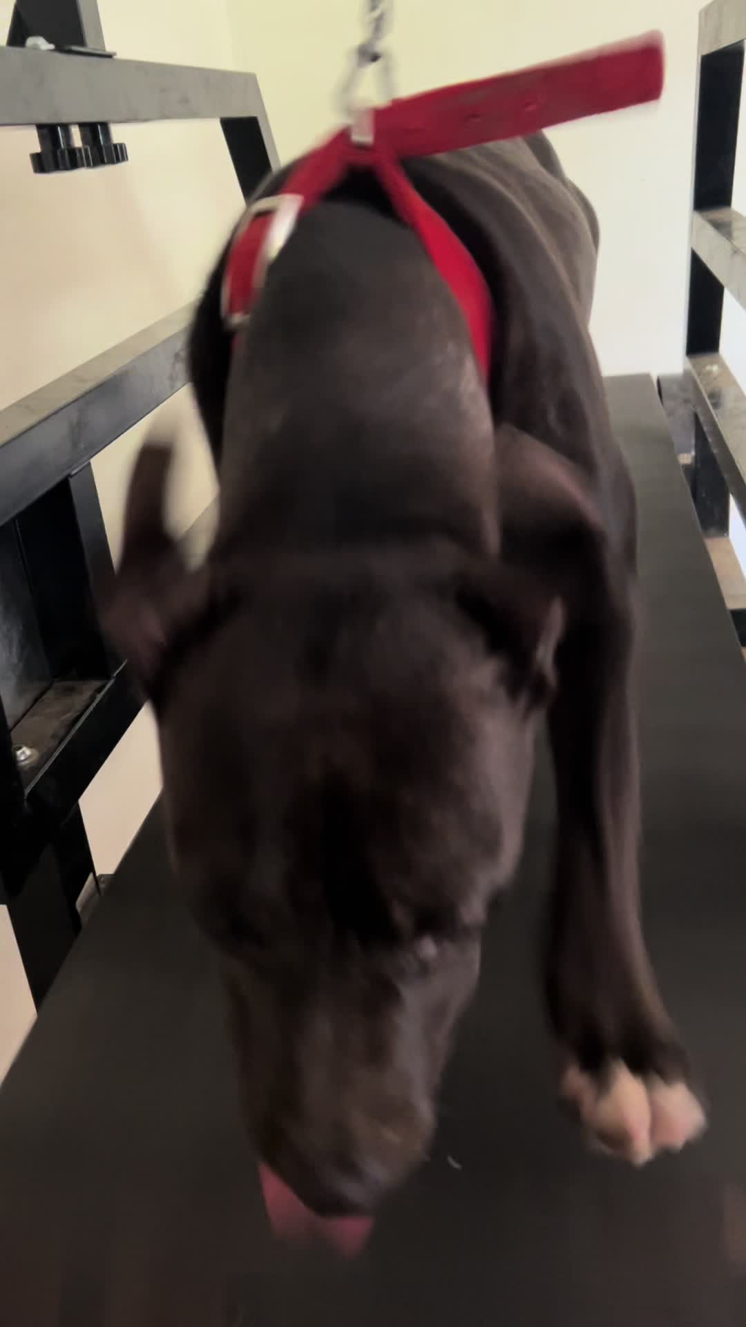 @Big Bookie Kennels
