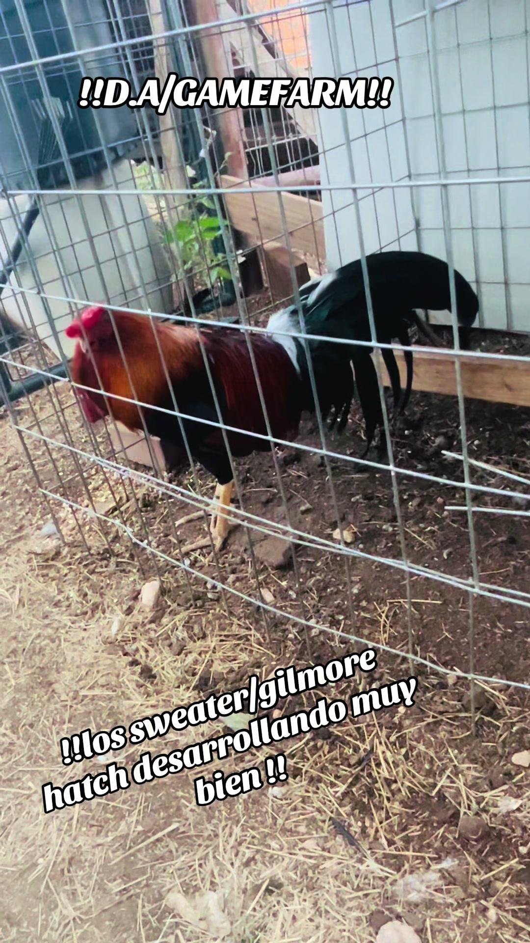 @DAgamefarm