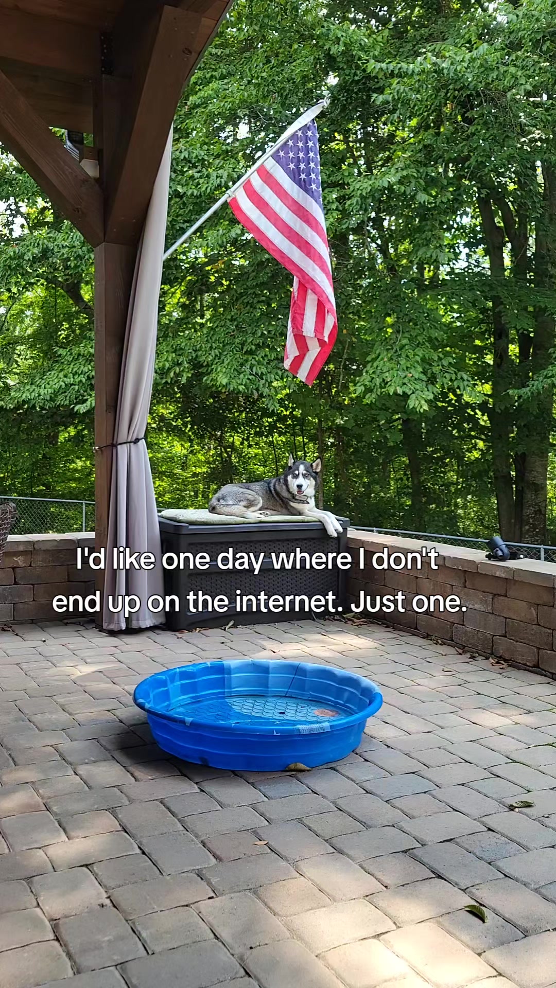 @the Hussey Husky