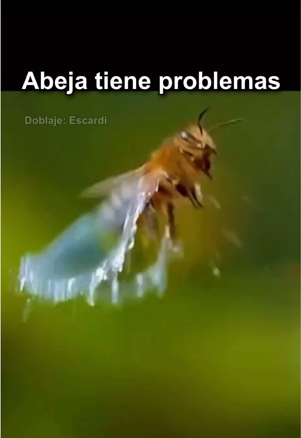 @Escardi