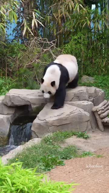 @pandy_pandaa