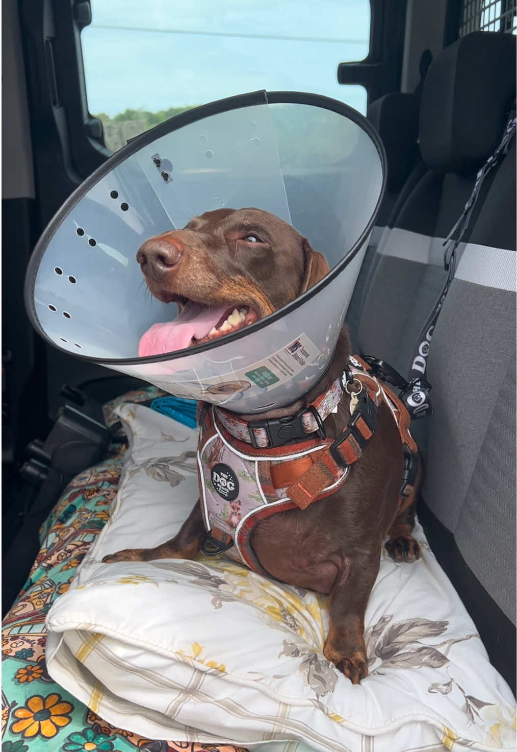 @disneythedachshund