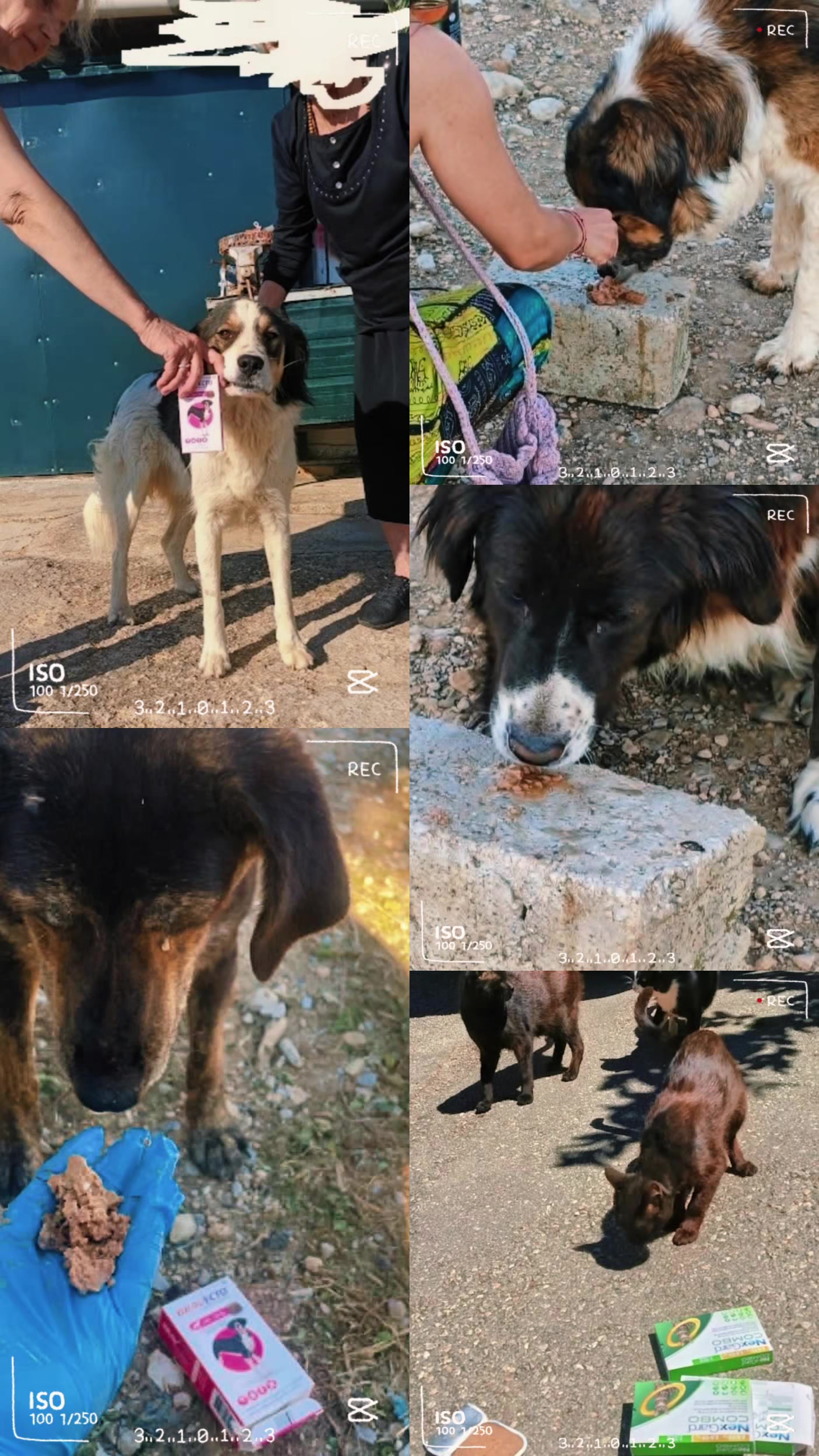 @Greek Animal Rescue