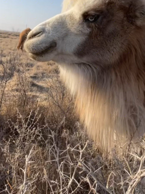 @Gislason Camel