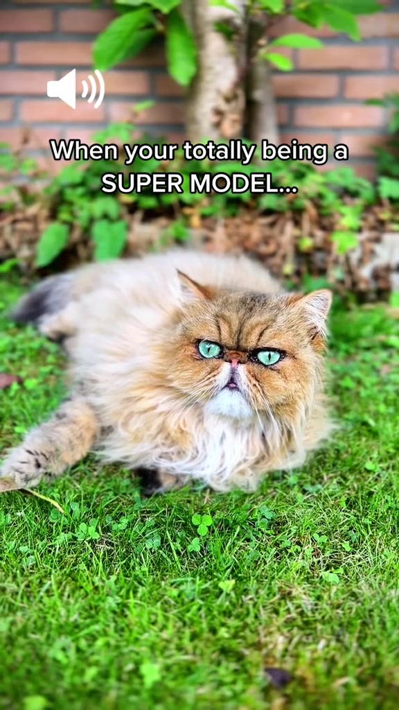 @Dutchkittycat