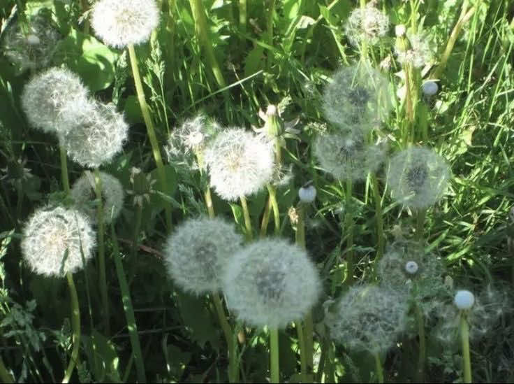 @⌗ 𝓔 dith ˖ ݁ ᵎᵎ 🐞