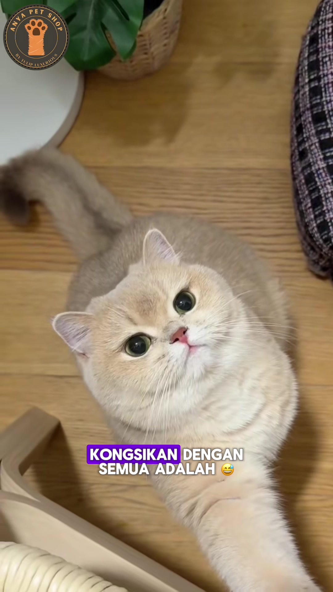 @Anya Pet Shop
