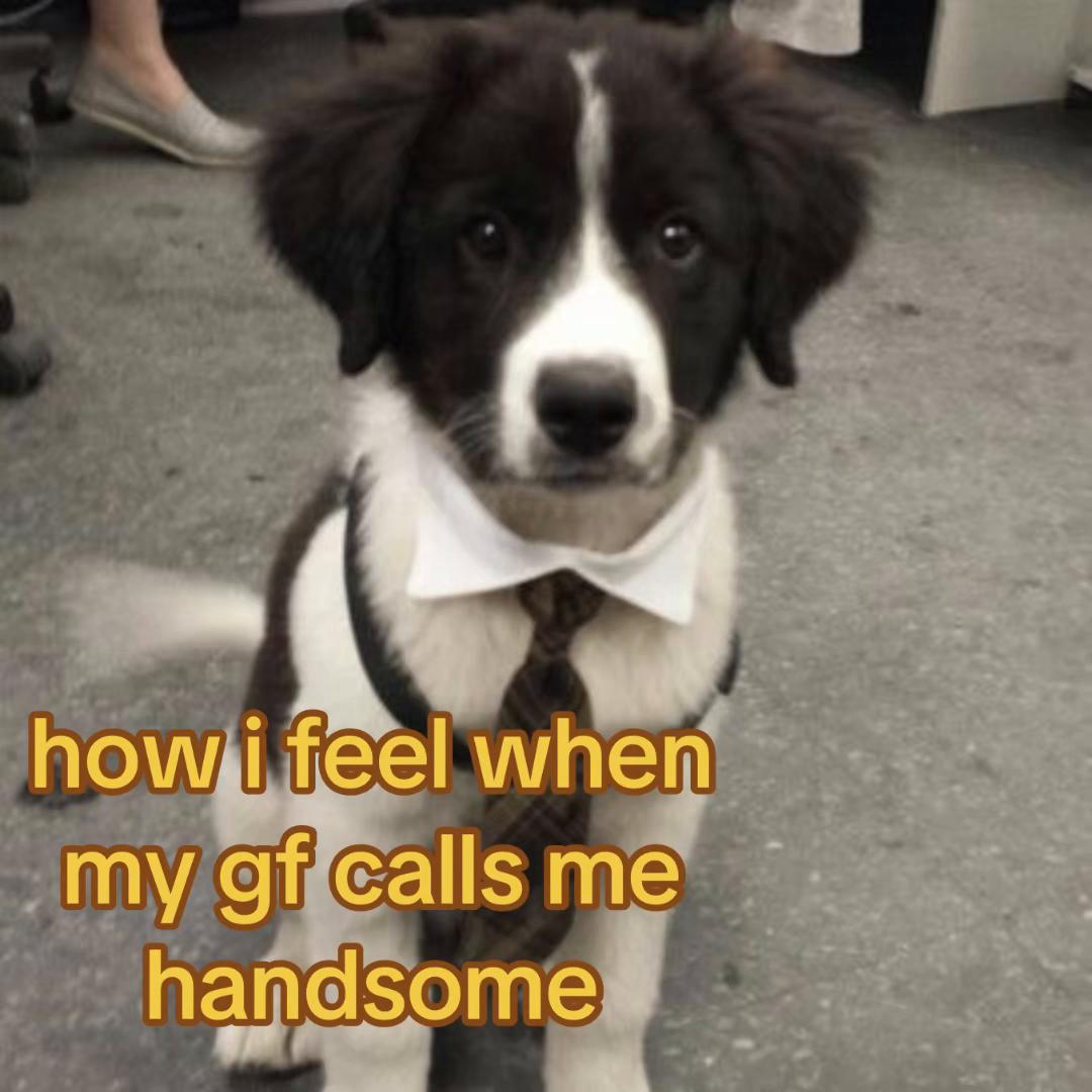@The Bark Archive