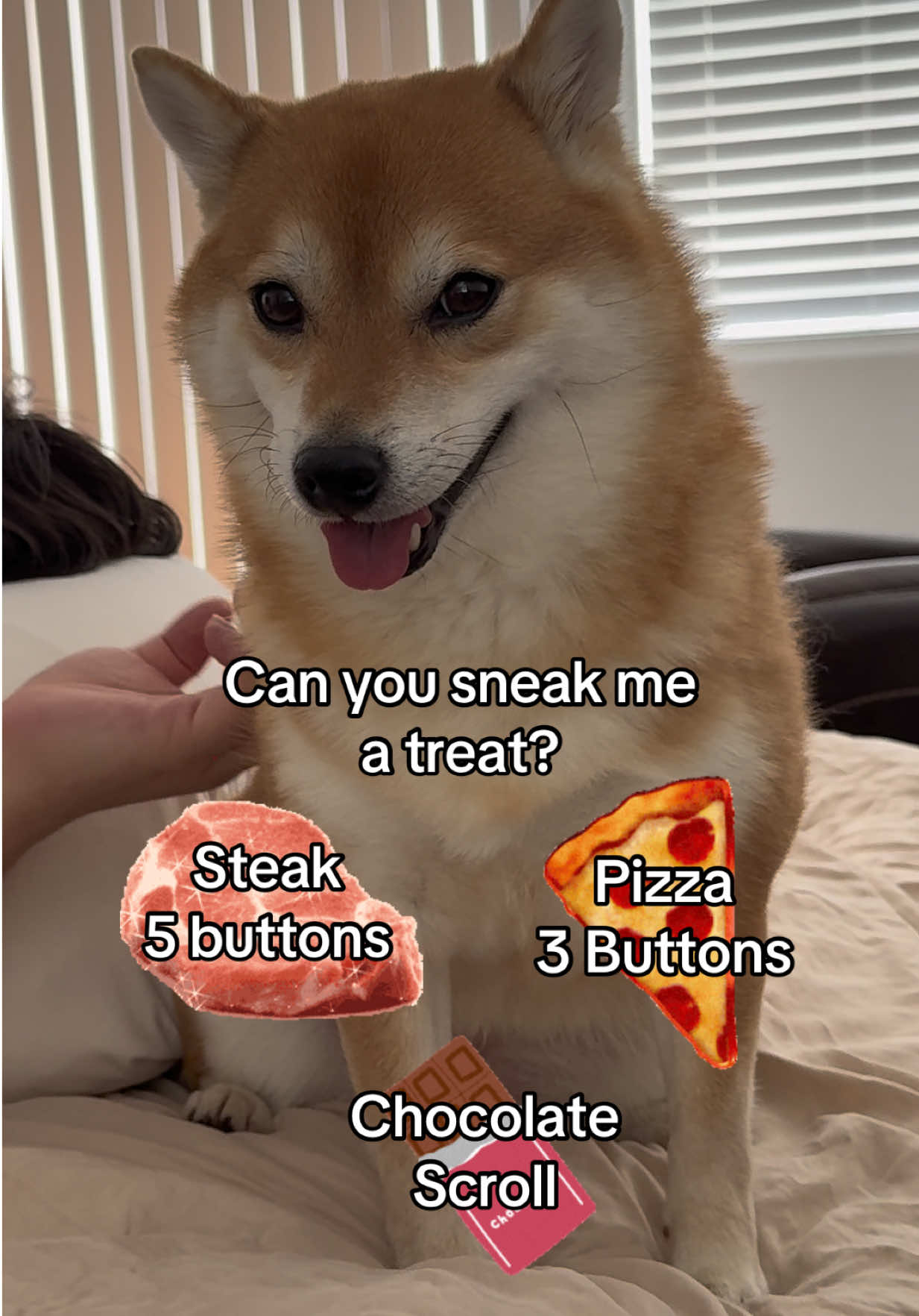 @Flock of Shibas 🐕🐕🐕