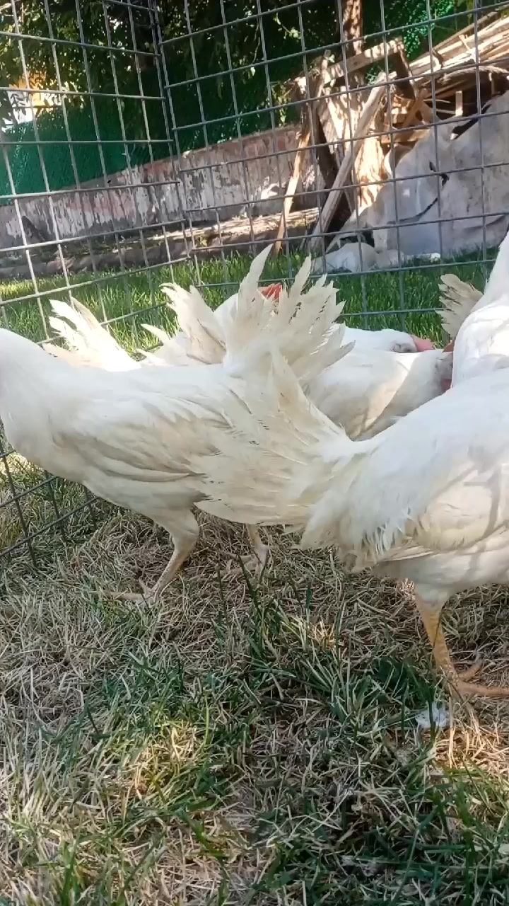 @nefretimsin dünya