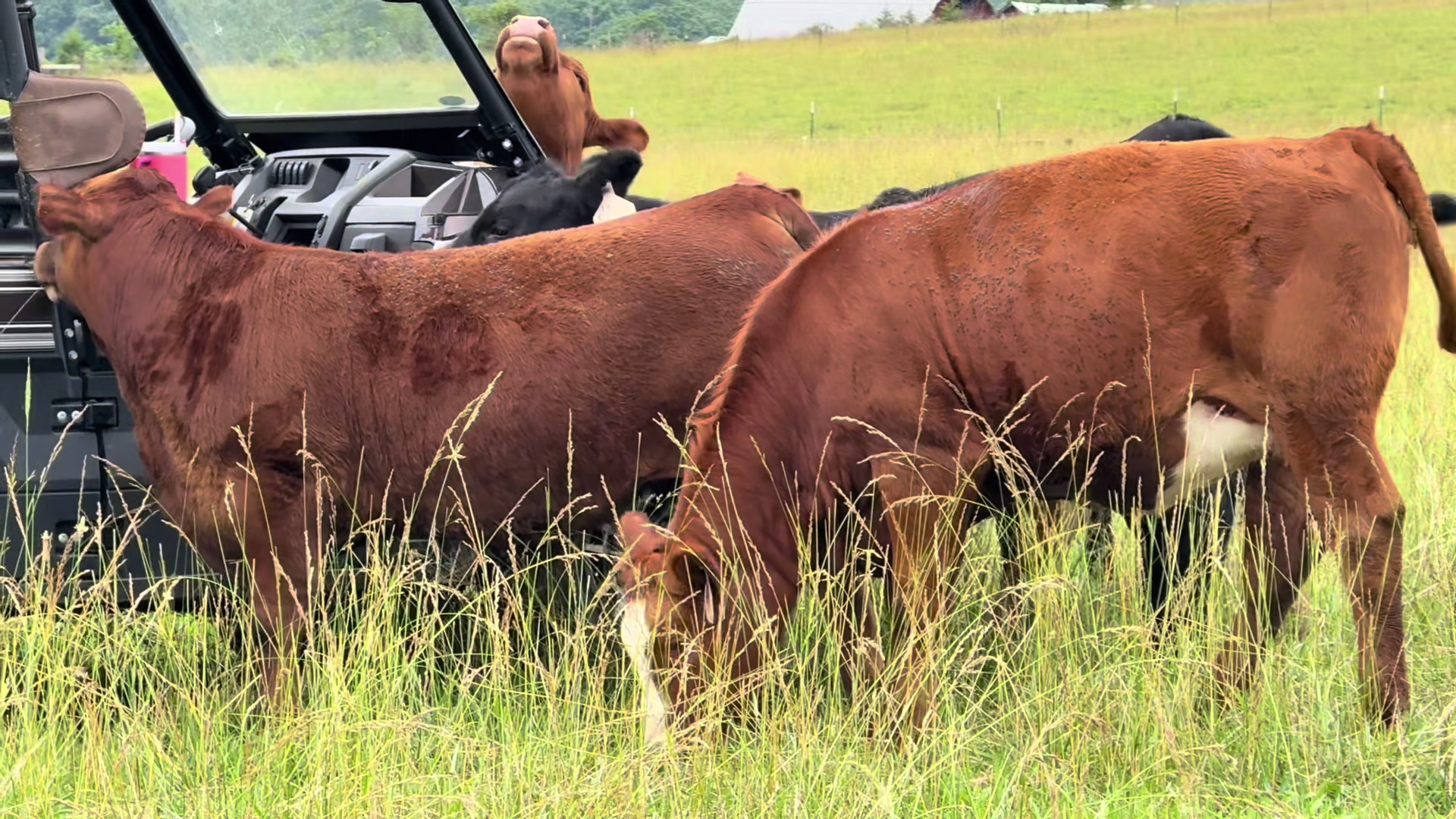 @Massey Land & Cattle