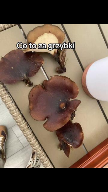@Veles beat