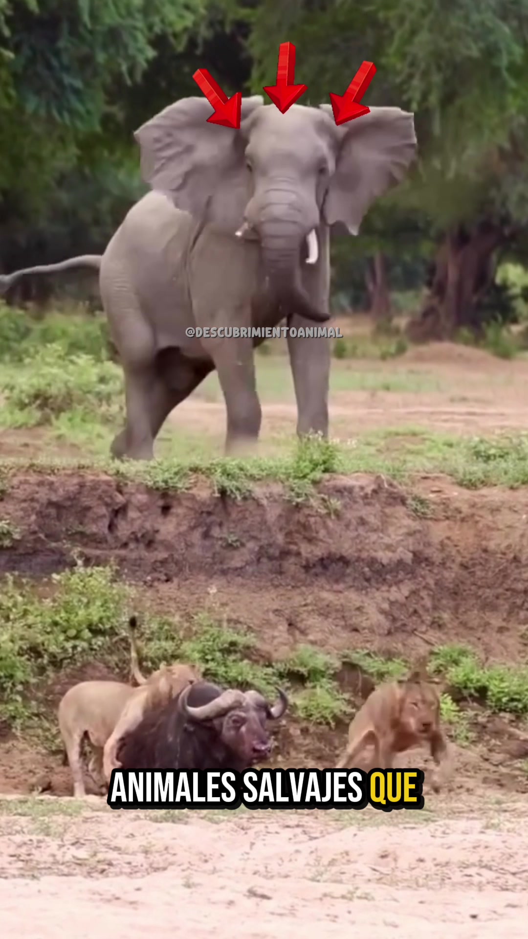 @Descubrimientoanimal