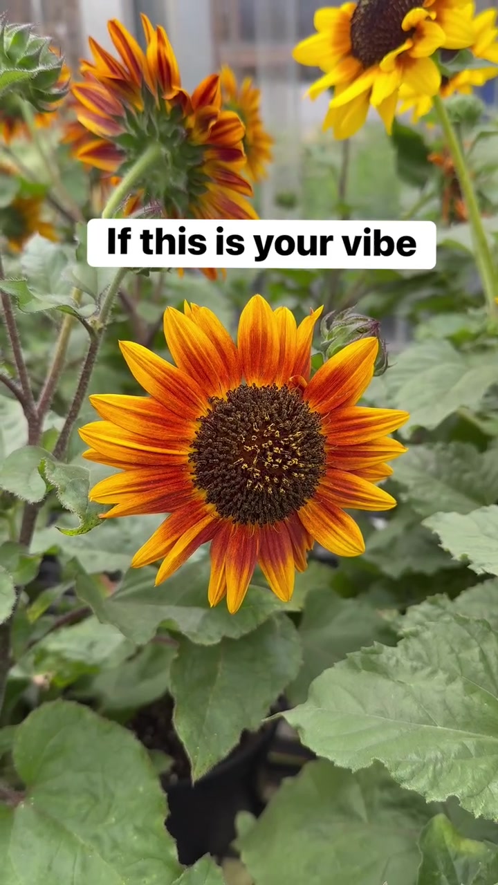 @vineanddandy