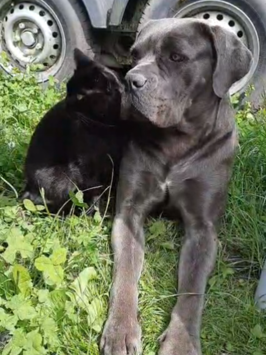 @canecorsodortmund
