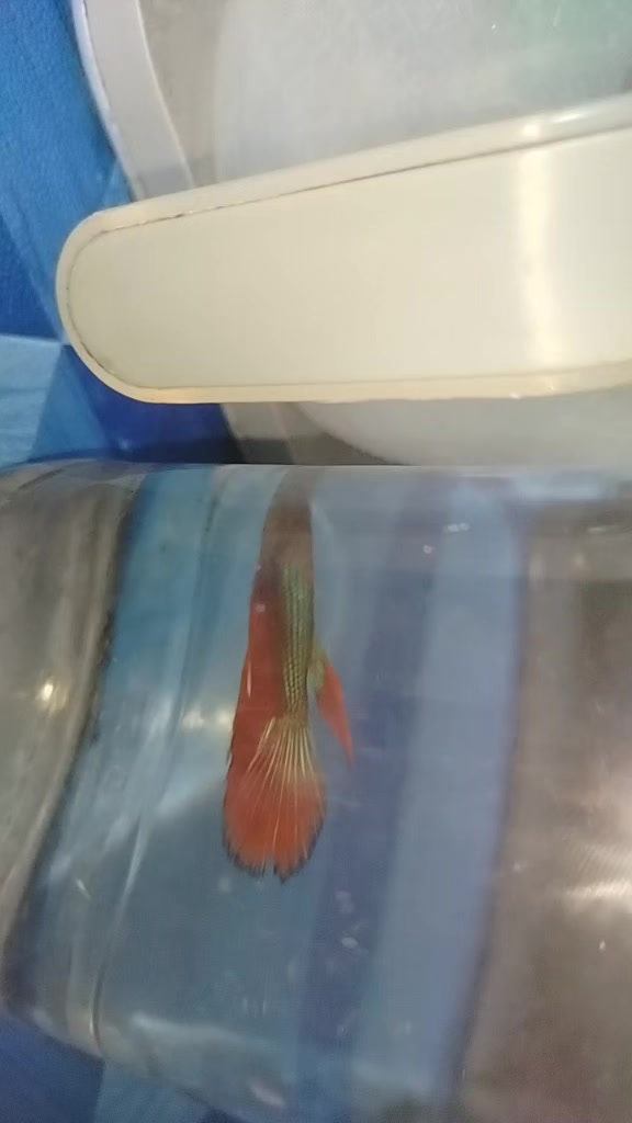 @Fish keeper