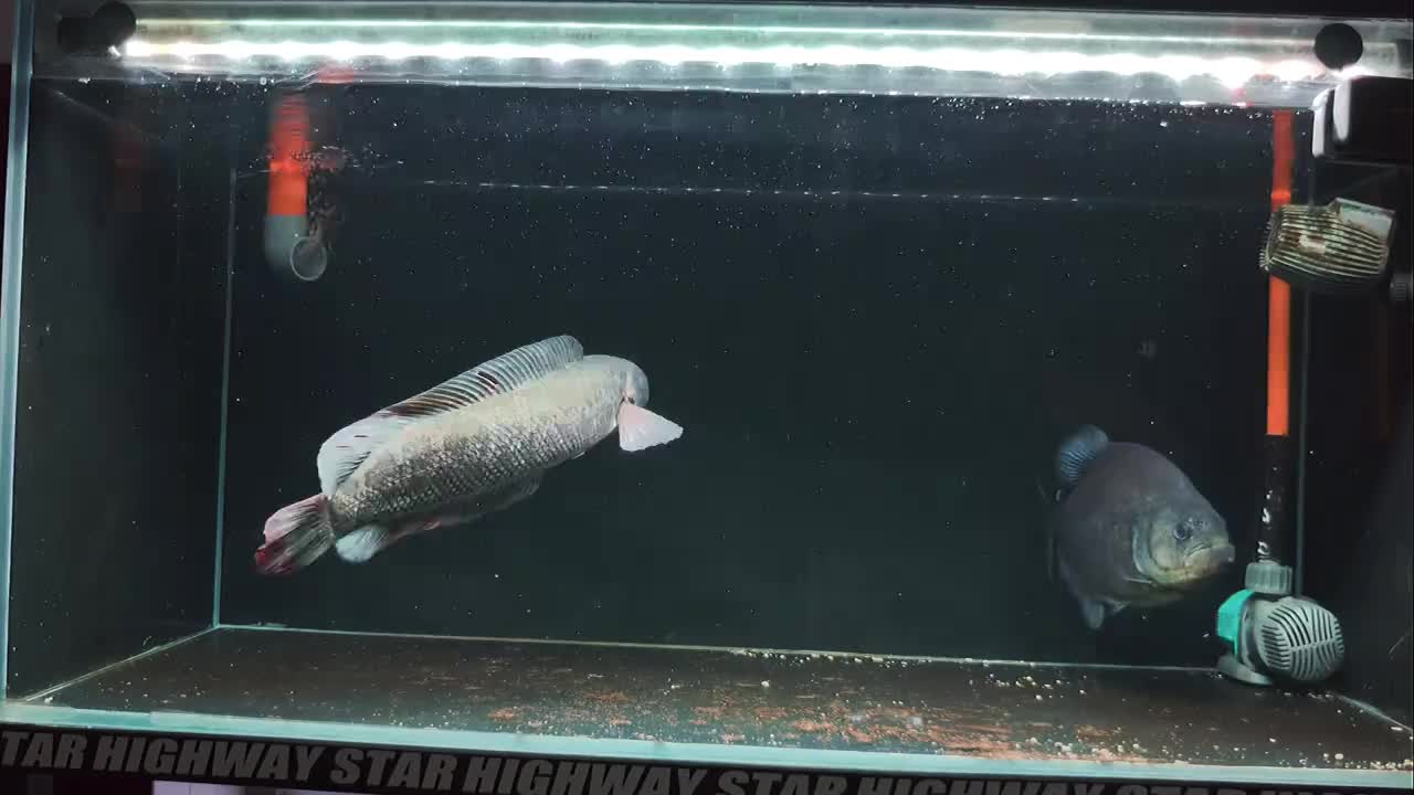 @Monsterfishkeeper
