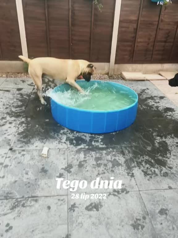 @Cane Corso PatoSquad