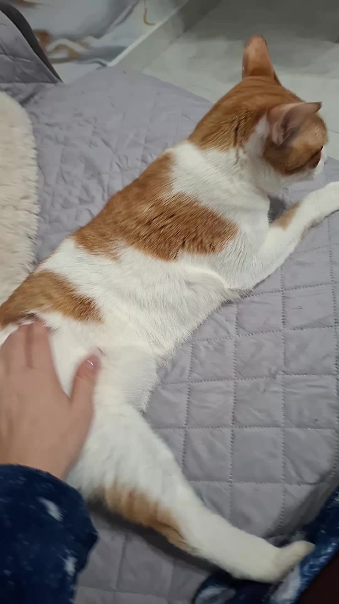 @titty