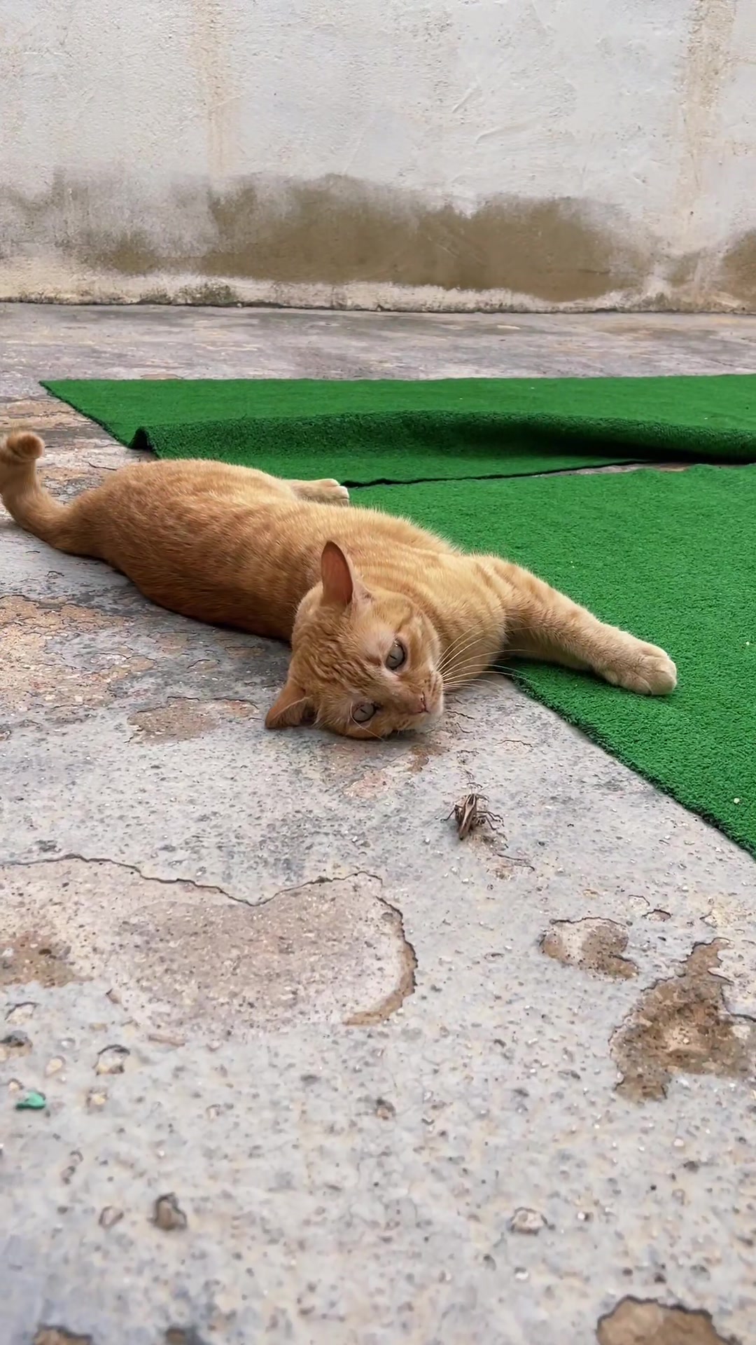 @Gatitos Gatetes