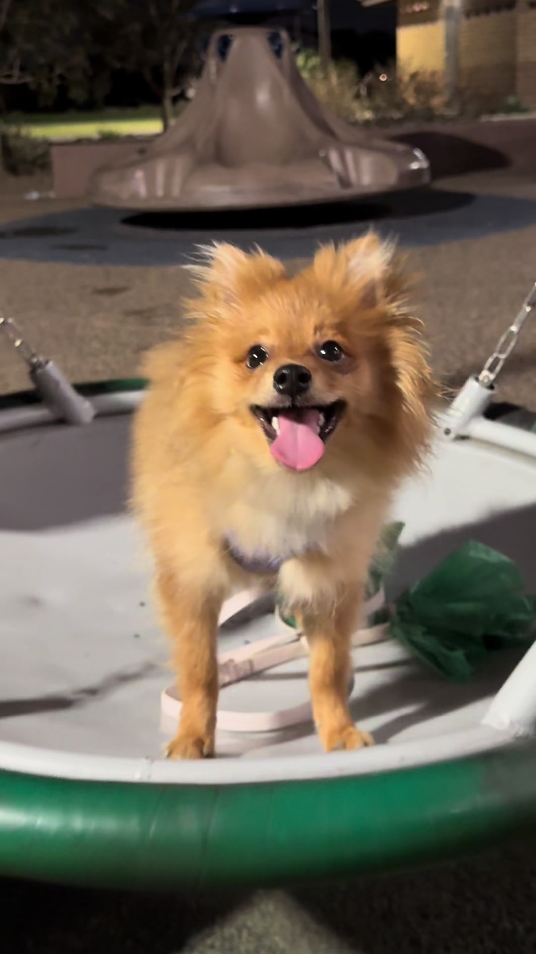 @tiffanysdiamonddogs