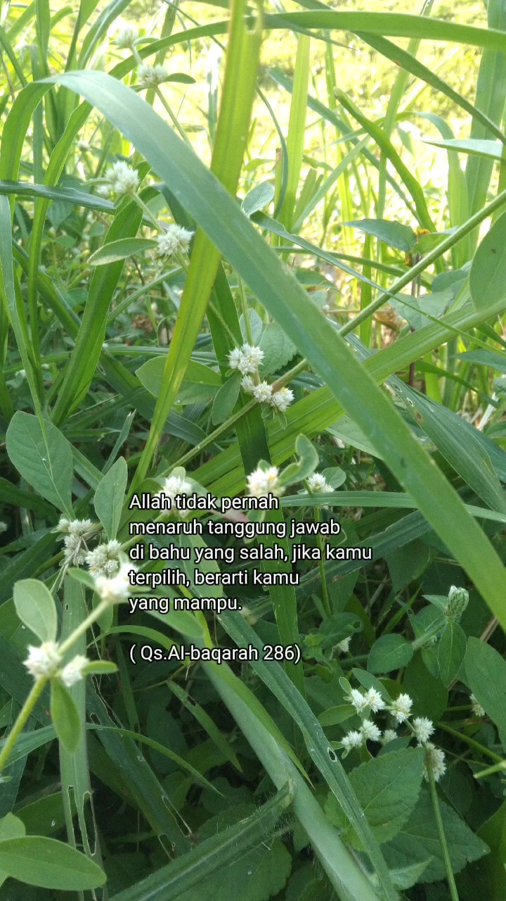 @griya buku haziq