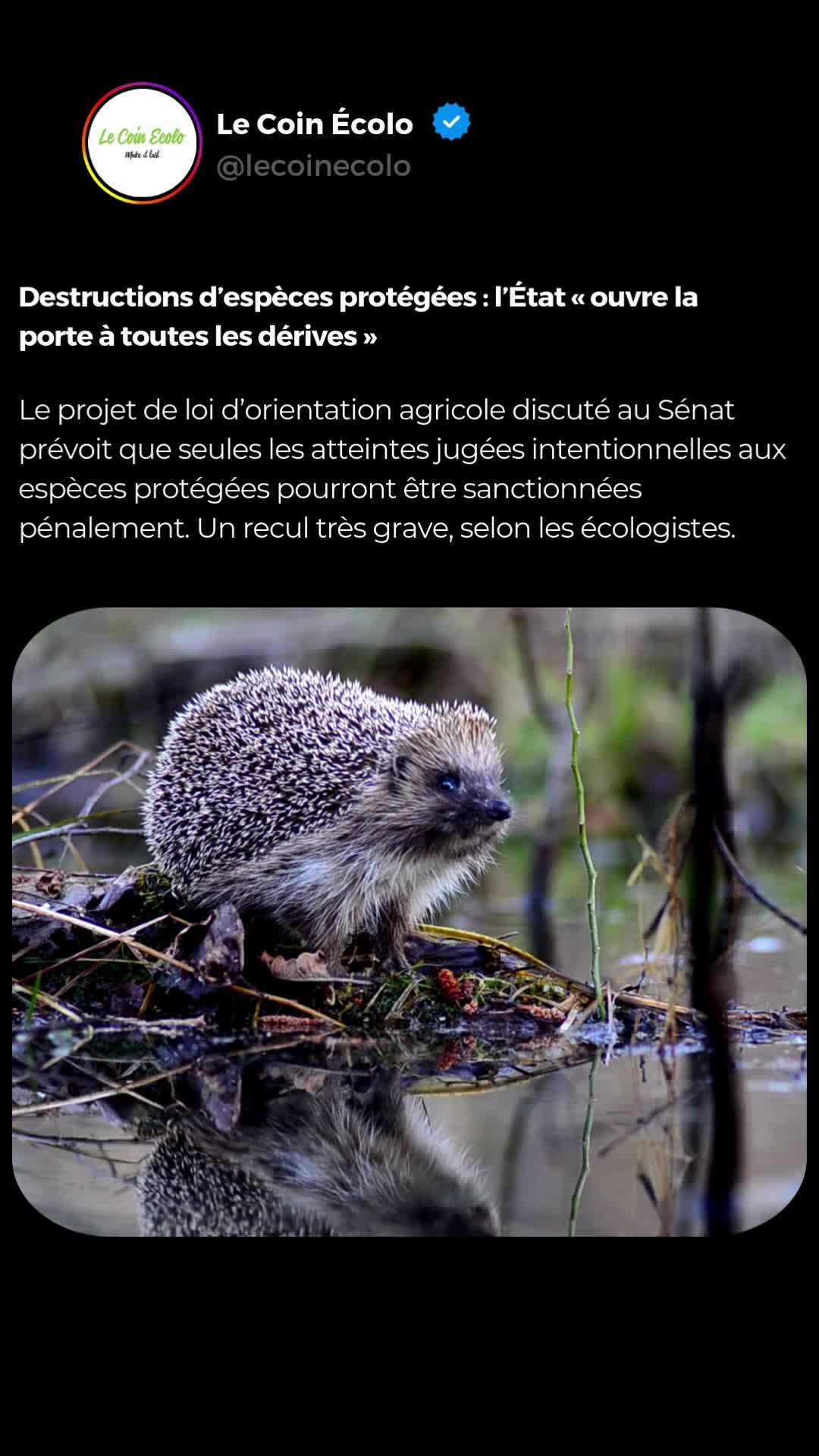 @Le Coin &Eacute;colo