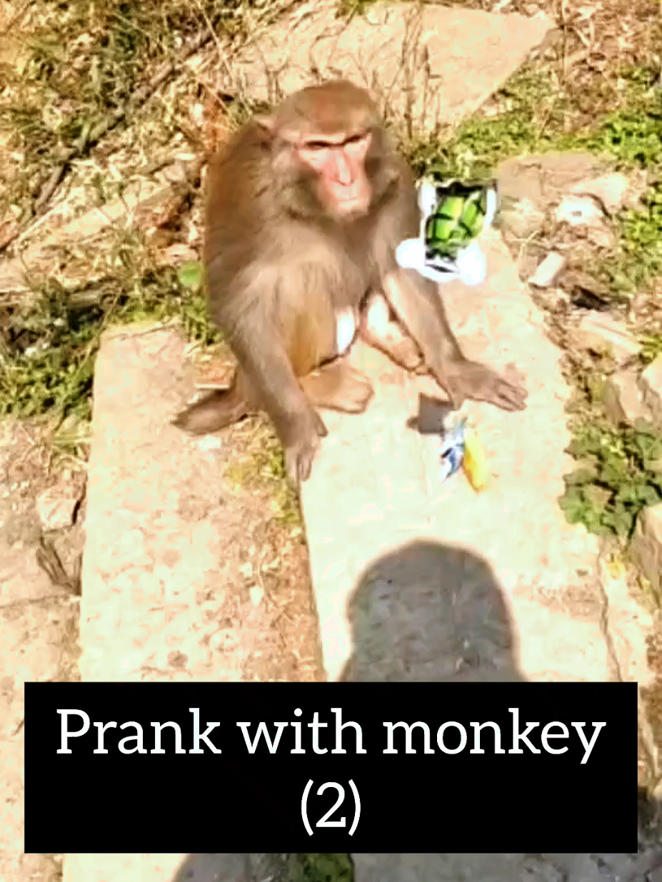 @Daily Monkey Fun