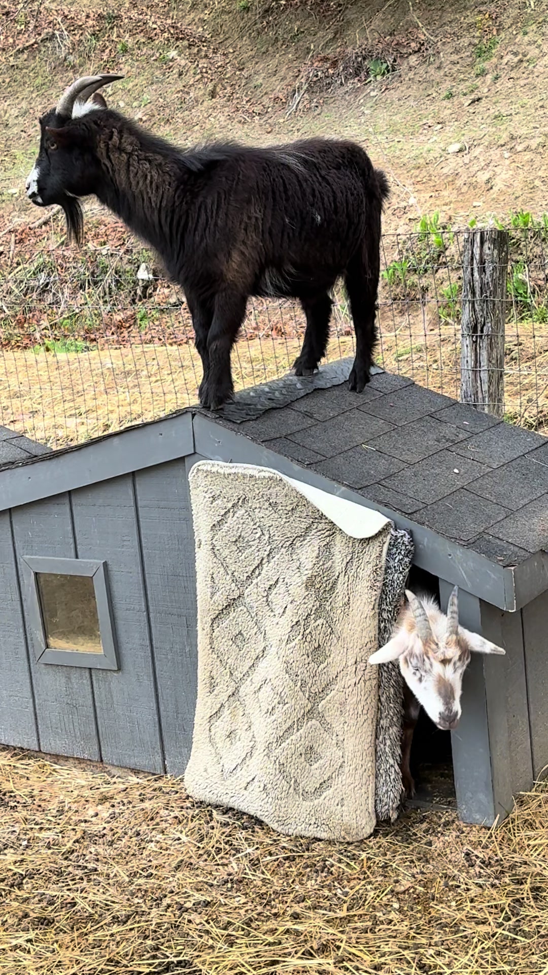 @Janet..Fuzzy.farm.gang
