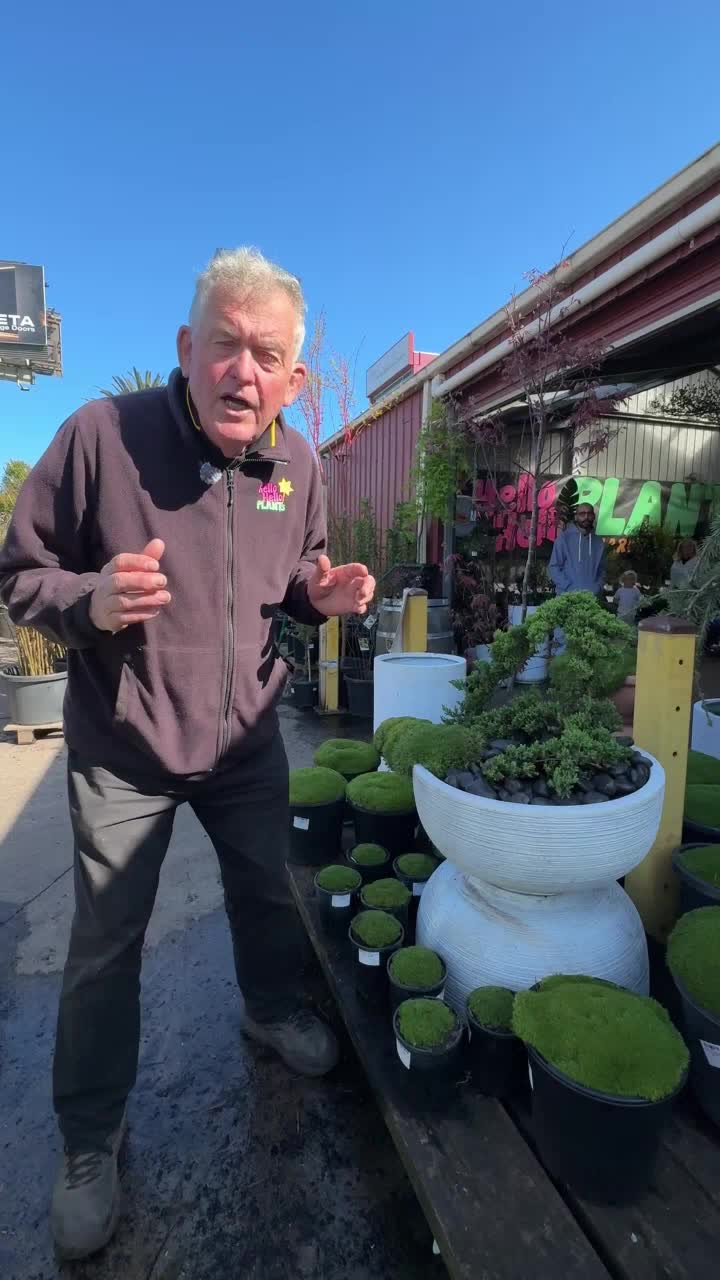 @Hello Hello Plants Nursery
