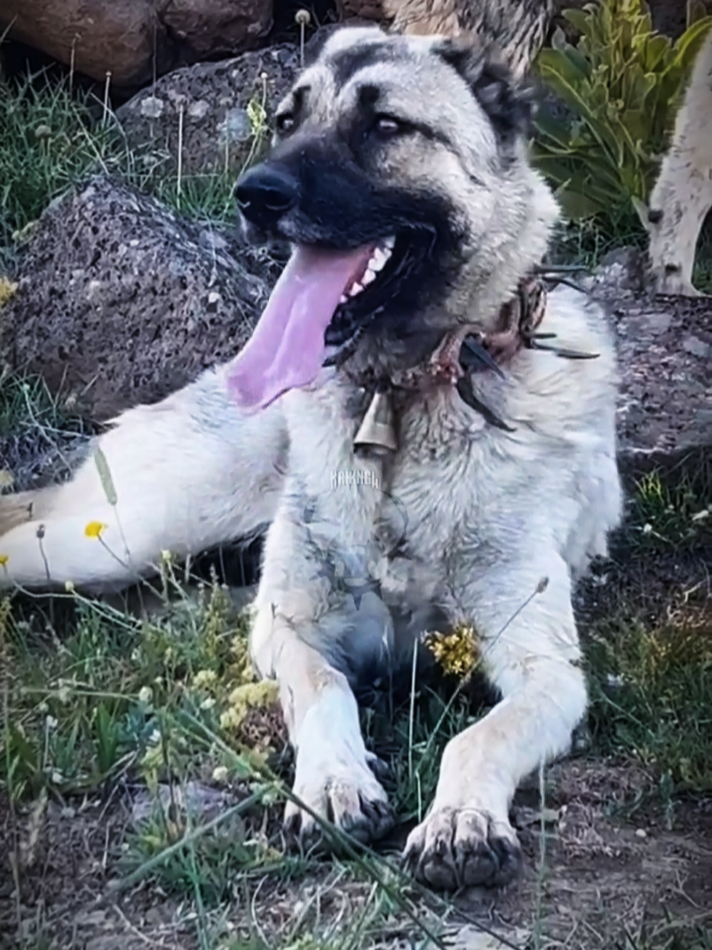 @𝗞𝗔𝗜𝗞𝗔𝗡𝗚𝗔𝗟