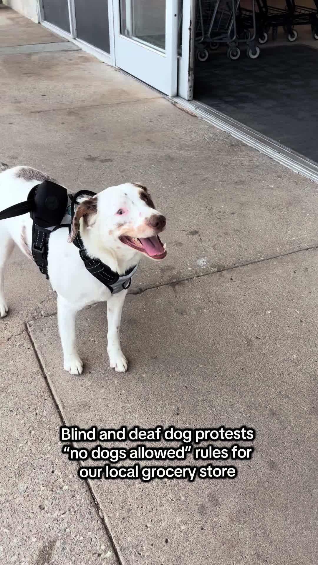 @Ghost and Hannah🐾