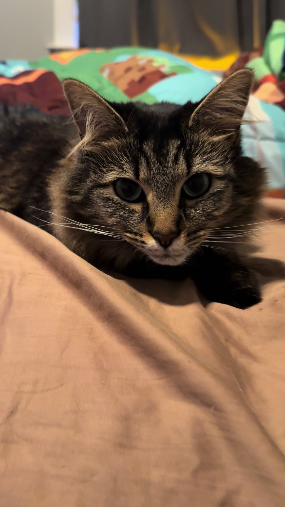 @RoxySnowballCatDrama