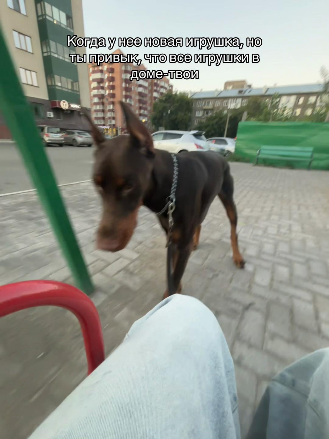 @ereeey_big.dog