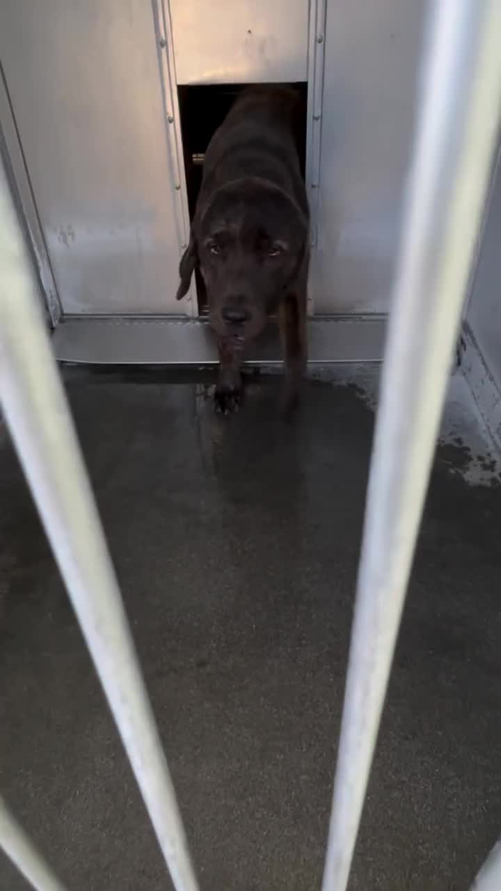 @Cane Corsos